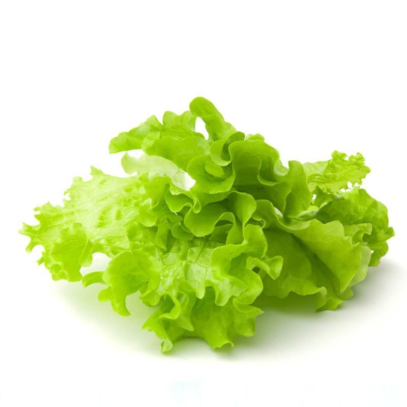 大速生菜秧苗绿生菜苗四季盆栽