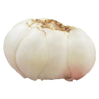 金德甜百合收藏关注加购享优惠