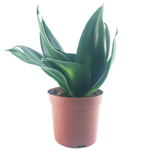 叶连花虎皮兰金边哈尼虎耳荷花白玉黑金刚矮种水培盆栽绿植花包邮