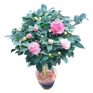 实在是太香了 香妃茶花盆栽 香水茶花 山茶花 带花苞 树苗 四季