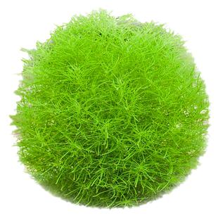 红地肤种子四季室内外庭院阳台盆栽扫帚花种籽易活地肤草花海种籽