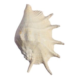 天然海螺贝壳蜘蛛螺大七角螺家居装饰鱼缸水族造景拍摄收藏标本