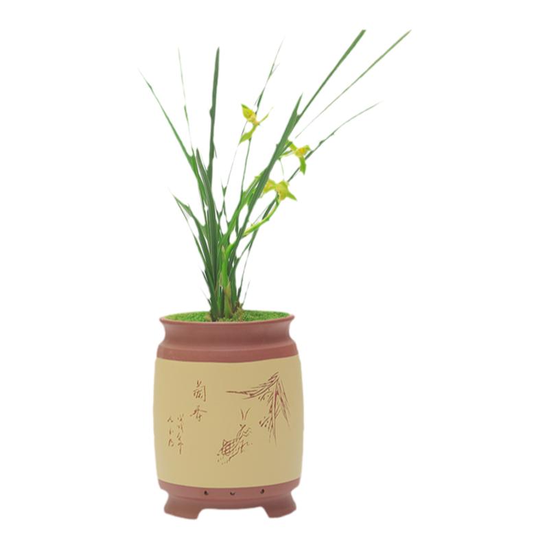 兰花苗金奥素名品绿植盆栽冬季