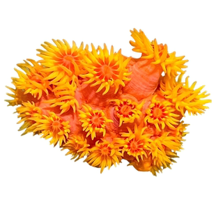 橙红太阳花珊瑚新手缸易养活炮仗花珊瑚lps软体珊瑚海缸造景拼盘