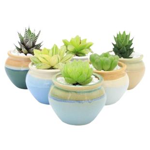 耐热耐阴多肉植物 冰灯姬玉露 带盆栽种好 大颗 奇趣组合盆栽肉肉