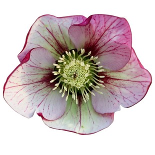 天狼铁筷子盆栽冬季圣诞玫瑰奇特稀有耐寒耐湿观赏性植物花卉