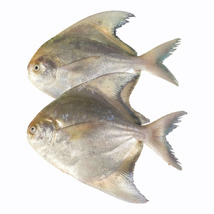 新鲜海鱼鲜活网捕大白鲳鱼中华鲳正白鲳鹰鲳真鲳湛江特产海鲜斗鲳