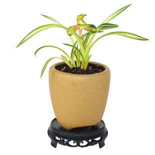 矮种【春兰中透】兰花苗名贵盆栽花卉植物室内国兰浓香型兰草趣味