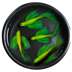 蝶翼斑马鱼热带小型观赏鱼淡水冷水鱼孔雀鱼灯科鱼耐寒好养活体鱼