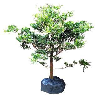 罗汉松树苗盆景小叶雀舌树桩庭院造型树盆栽名贵迎客松松树绿植物