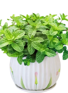 【可食用】大棵薄荷苗驱蚊提神