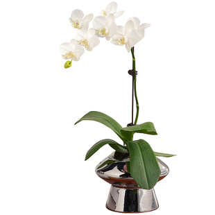 蝴蝶兰盆栽带花花卉植物室内花苗客厅特级兰花鲜花盆景四季好养活