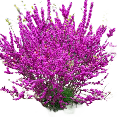 【真紫荆花树大苗】当年开花包活