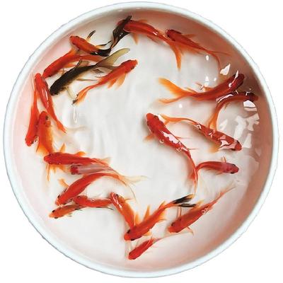 冷水红草小金鱼活体鱼龙鱼饲料鱼