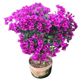 红花三角梅盆栽棒棒糖三角梅阳台庭院带花苞老桩云南紫大花绿植物