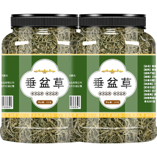 垂盆草中药材的功效与作用正宗锤盆草药用食用泡茶干货非野生特级