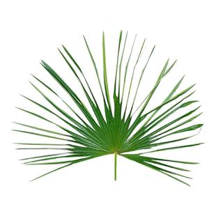 干棕树叶农家现采晒干棕榈树叶现发包粽子捆绑绳子粽子草绳棕榈叶