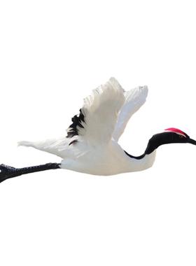 真羽毛仿真丹顶鹤摆件白仙鹤模型