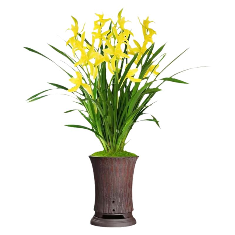 大花蕙兰花浓香型带花苞室内春节