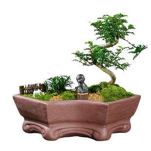 紫砂多肉花盆粗陶陶瓷家用复古榕树发财树君子兰大号阳台盆景清仓