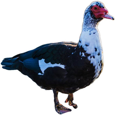 新鲜福建黑羽番鸭散养包邮6斤半