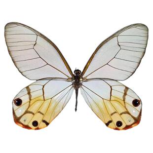 黄晶眼蝶黄色真蝴蝶标本动物原蝶展翅昆虫标本礼物DIY材料