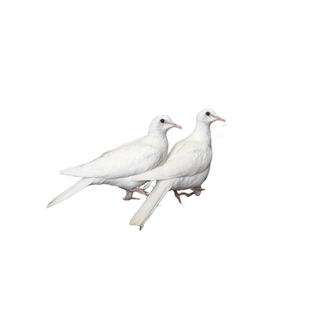 白魔术鸽灰白鸽子活物宠物浅灰羽毛鸽观赏鸽青年种鸟人工幼崽活体