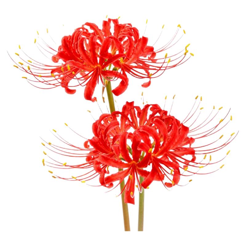 彼岸花种球曼珠沙华花种园艺家红花石蒜室内外植物龙爪花盆栽花卉