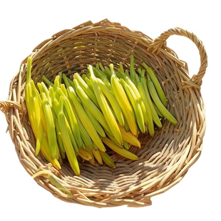 优质黄花菜种苗种植苗食用金针菜根苗四季可栽培易种根粗产地直发