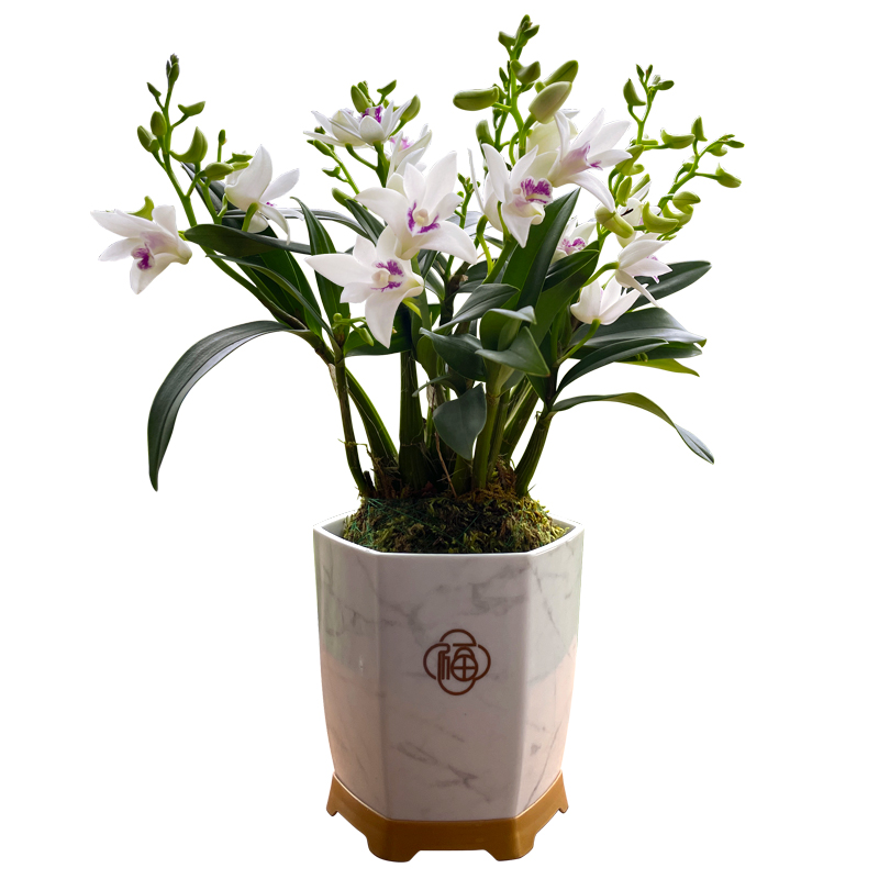 兰花苗 紫云泼墨石斛兰 带花苞出售好养绿植物盆栽桌面花卉好养活