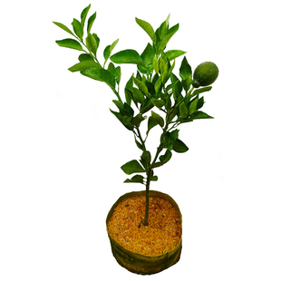 丑柑树苗不知火丑八怪柑橘苗嫁接果树苗四川丑橘盆栽地栽柑桔