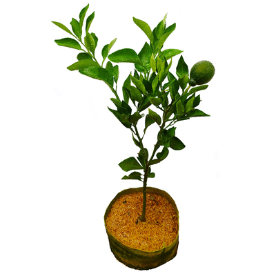 四川嫁接不知火丑柑丑八怪树苗