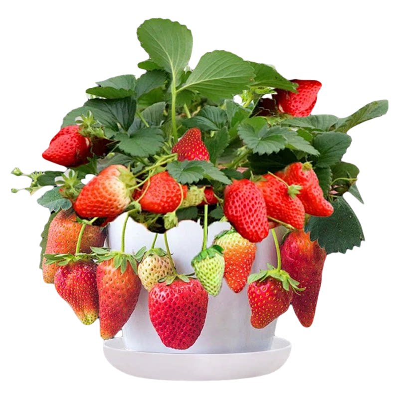 草莓苗秧盆栽四季奶油草莓秧苗