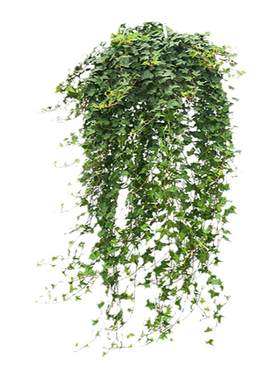 常春藤吊兰垂吊植物去除异味