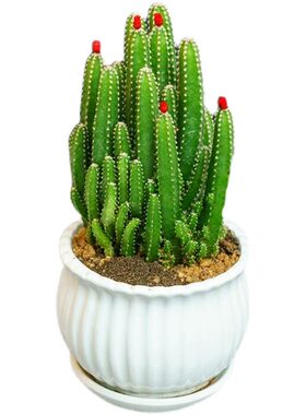 老桩好养肉肉绿植花卉姬红花月