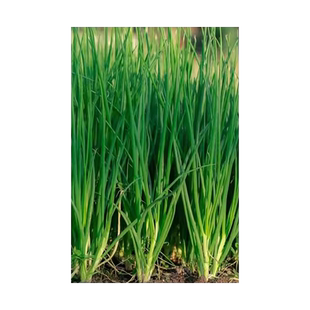 四季小香葱种头四川葱种葱种子种籽小葱葱头红葱本地火葱头种