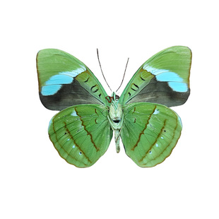 蓝带鸭蛱蝶真蝴蝶标本未展翅原蝶成品装框礼物展示相框摆件