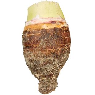 广西荔浦大芋头新鲜正宗农家自种蔬菜香芋头槟榔芋艿商用芋泥芋圆