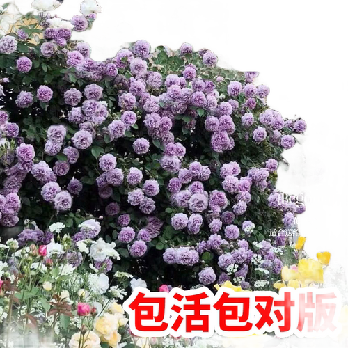 蓝色阴雨藤本月季花苗爬藤蔷薇阳台庭院四季植物花卉盆栽玫瑰花开