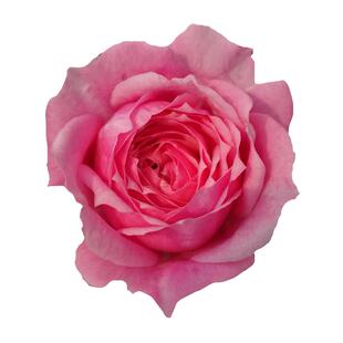 海蒂的花园 铃之妖精微型灌木月季多头多花勤花浓香植物盆栽花苗