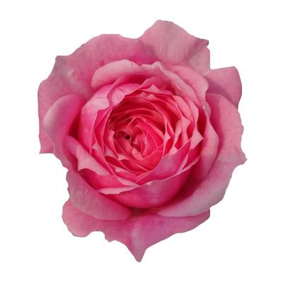 海蒂的花园铃之妖精微型灌木月季