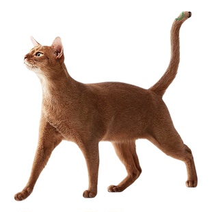 帕特猫粮果蔬官方旗舰店正品生命系列猫粮10kg幼猫成猫兔肉冻干粮