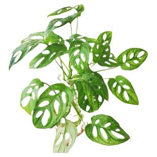 米歇尔仙洞龟背竹盆栽多孔垂藤爬藤水培室内阳台喜阴好养花卉绿植