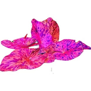 红虎睡莲沉木养鱼水草植物四色睡莲阴性鱼缸造景植物水下活体植物