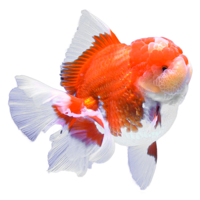 泰狮金鱼兰寿活百褶招财好养淡水