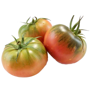 铁皮草莓柿子种子种籽西红柿大全水果秧苗番茄苗秧孑子柿子苗子