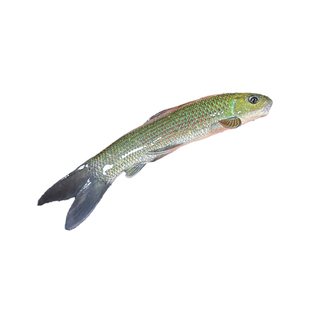 青龙棒鱼苗淡水养殖食用华鲮鱼油棒子鱼沉香鱼原生溪流鱼观赏鱼苗