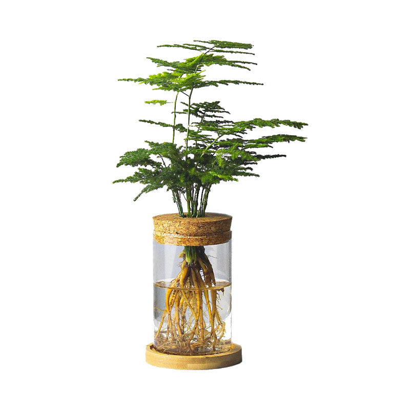 水培植物文竹九里香办公室