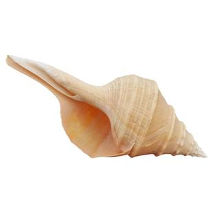 超大天然海螺澳洲香螺 奥圣法螺 四大名螺 收藏观赏创意摆件供奉