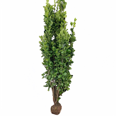 丛生北海道大叶黄杨树苗工程绿化冬青苗围墙篱笆庭院植物四季常青